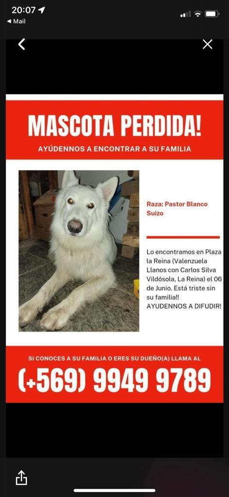 chiquilles me pueden ayudar? este perrito lo encontraron en mi comuna y puede ser de cualquier parte, lo deben estar buscando