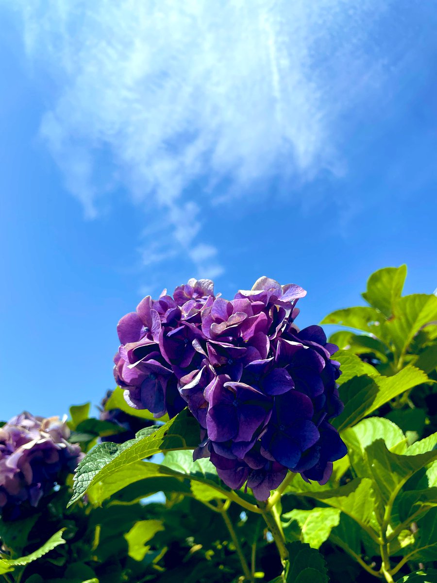 S0rair0__Banbi's tweet image. It's sweltering outside…🫠

#sweltering
#HydrangeaAndBlueSky