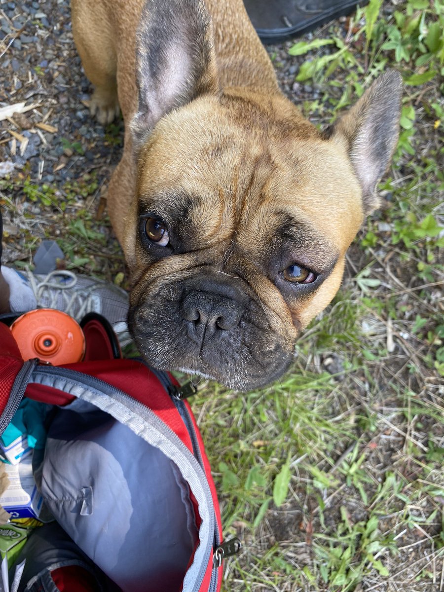 ValMaser's tweet photo. @Phil_Sledge Gus got a bug bite🥹 https://t.co/9Q55L6wGJQ