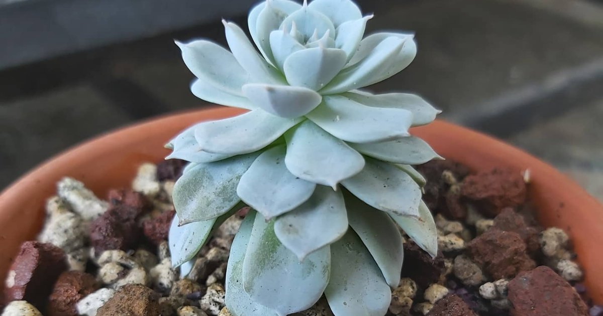 Succulents are often admired for their compact, chubby foliage that comes in an array of colors. However, you may sometimes notice your succulents growing tall and skinny, a phenomenon known as elongation. But why does this happen?

asucculent.com/why-succulents…