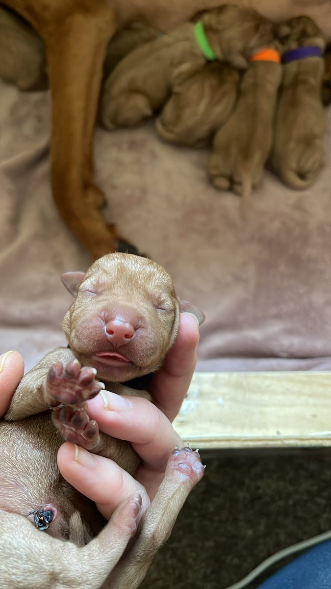 Kelanst's tweet photo. Puppies born on International Mechanical Pencil Day… meet Castell. @FaberCastell https://t.co/qBiJPiZNVL