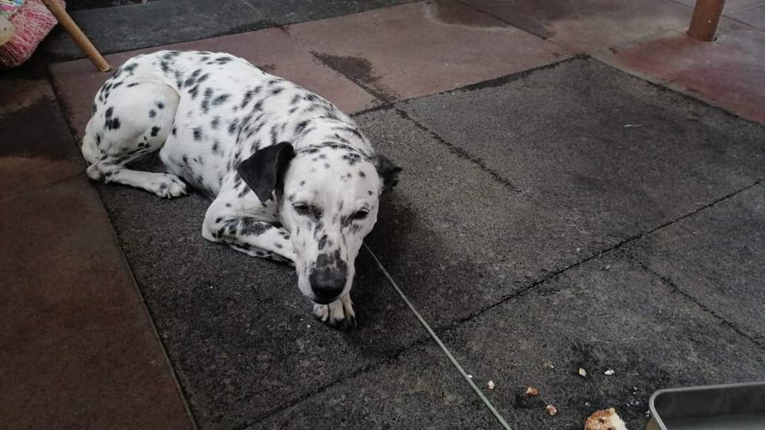 TapiaFernanda's tweet photo. Dalmata hembra 4 años encontrada en Constituyentes con collar sin placa, herida de 8 cms en una extremidad, ta fue atendida.
Resguardada pero seguro tiene familia buscándola
Ayúdame a compartir para que regrese a su hogar
Cel de contacto 5554011256 https://t.co/0P7j4SqGGL