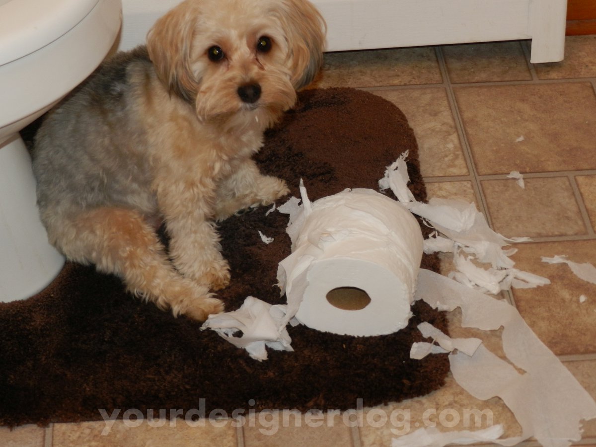 The #Temptation of TP is.gd/8PoPxA #bed #blog #cute #designerdogs #doglovers #dogowner #dogs #guests #mischief