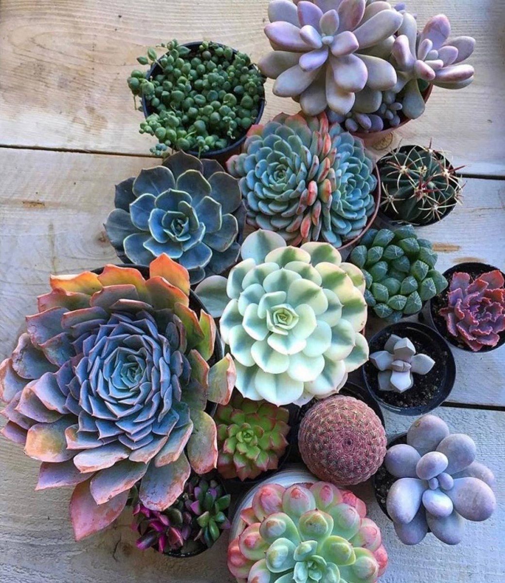 _Eternity_03's tweet photo. The little cutie that can't be ignored to add greenery to your home https://t.co/y8RwcYVT9b