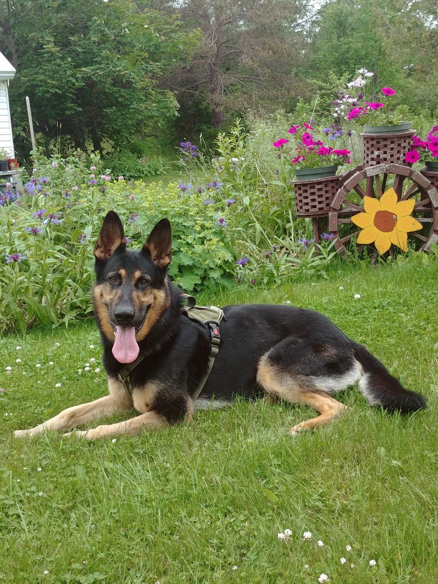 StephanieDrover's tweet photo. #GermanSheppard... Loves the camera https://t.co/ClGPvWwrdd