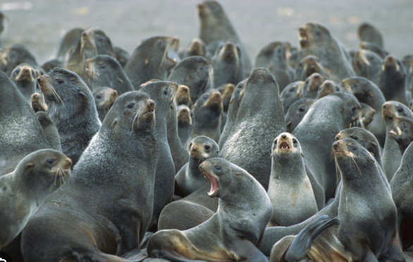 Paul_Karp's tweet photo. Pictured: seal chapter https://t.co/SXHF5cp5Pk