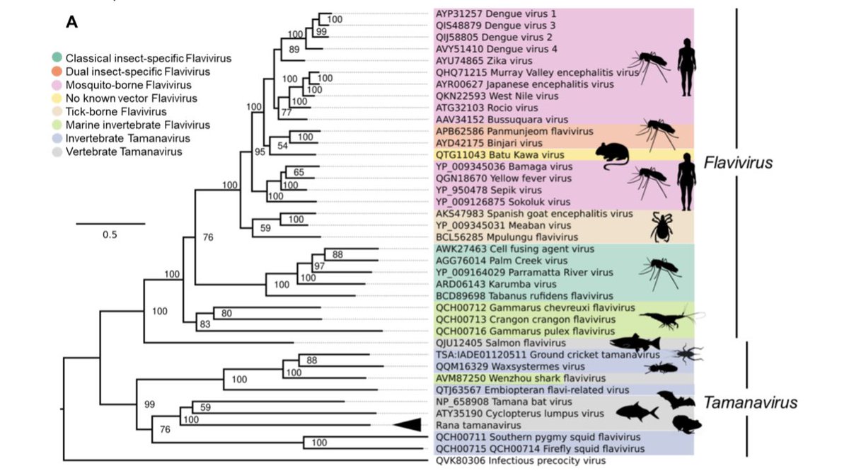 You have to kiss (sequence) a lot of frogs before you find your prince (novel #flavivirus like tamanavirus). 
 biorxiv.org/content/10.110…