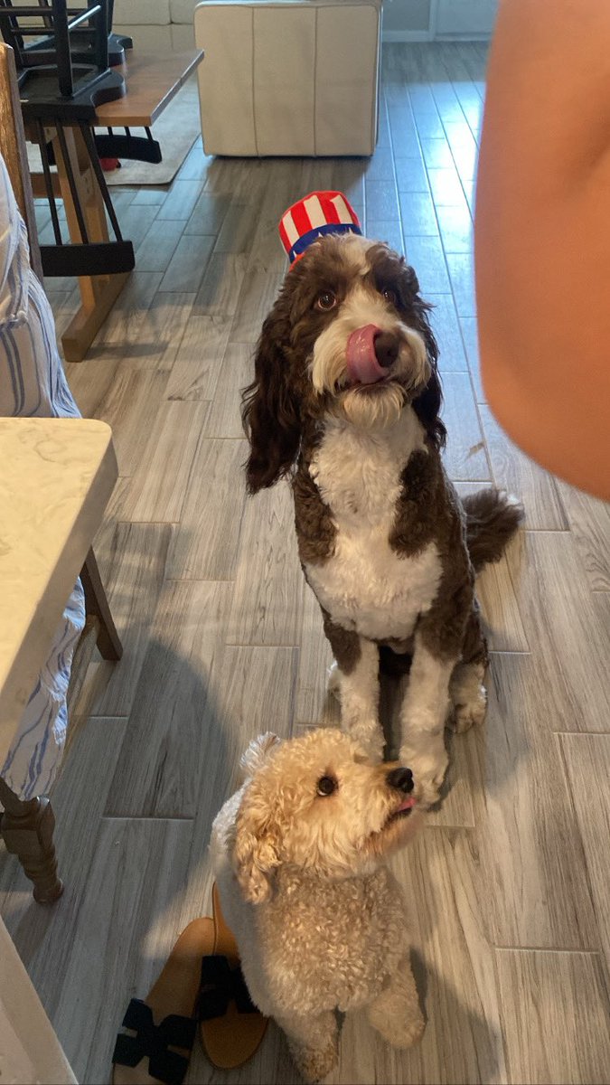 CINDYTEXAS's tweet image. #SPYMATH #PISDMathChat 4/8 =2 beautiful dogs.