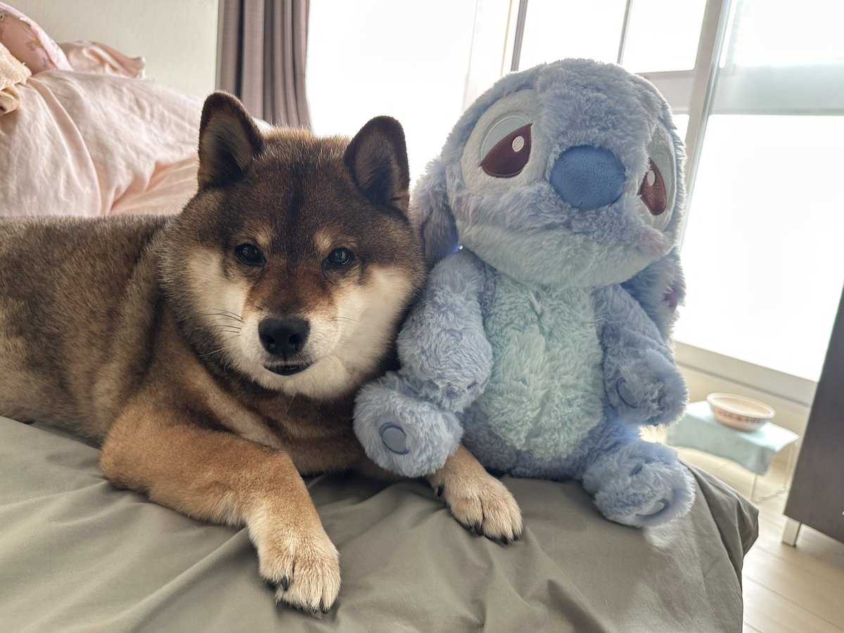 kuroshibaazuki's tweet photo. あたち🐻より目立つんじゃないわよ⁉︎ https://t.co/L8OqpERtp0