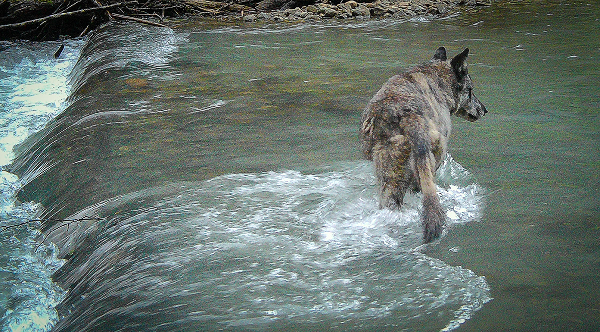 nickdidlick's tweet photo. A Wolf looks for fish in Blue Creek in the Upper Pitt River Valley. #gamecameras #wildlife #pittriver #wolf #bcwild #wildlifecameras https://t.co/dHVOorcqQz