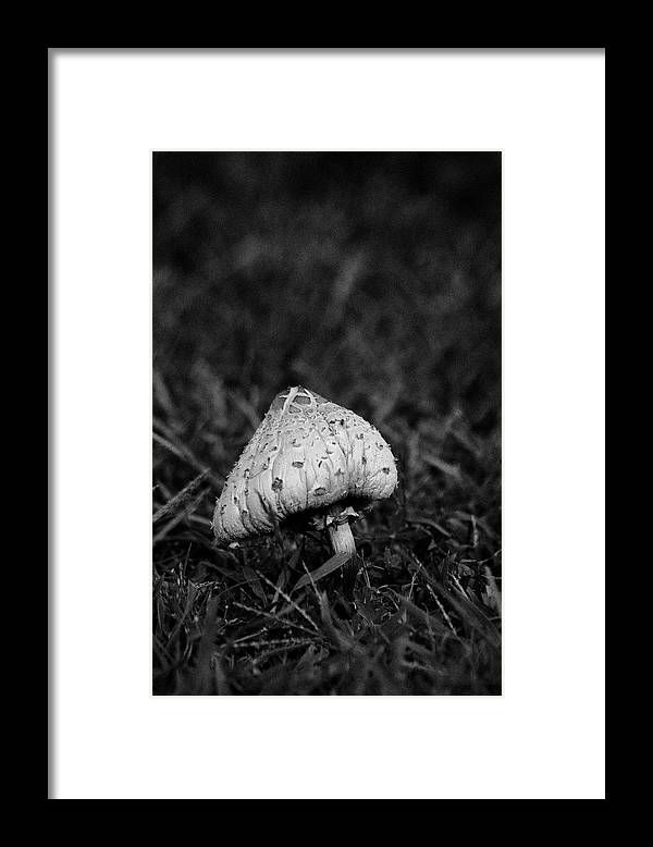 Heather_in_SC's tweet photo. Pointy Top Mushroom Framed Print https://t.co/bGeAkddM90 #printsale #wallart #prints #professionalphotography #professionalphotographer #canvasprints #artsale #sampleprints #art #printsforsale #proprints #photography #sale #print #artist #contemporaryart #fineartphotography https://t.co/EQu6jpTlV1