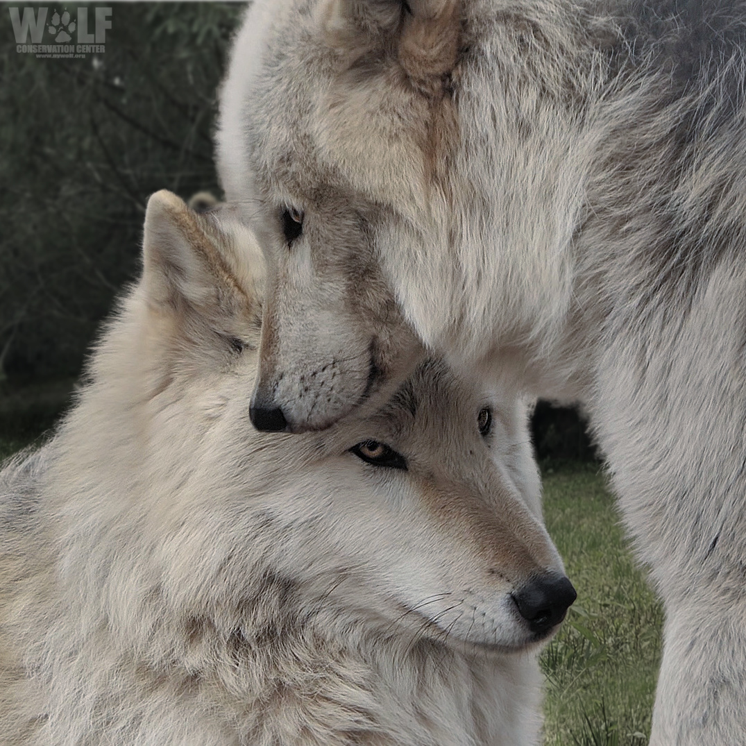 nywolforg's tweet image. True love lasts forever ❤️