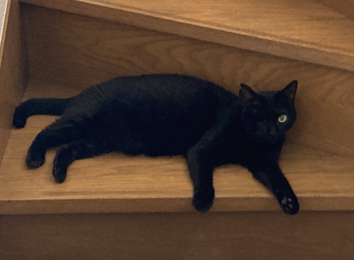 おはねこ
おはにゃんこ！

ひなたの💩に🩸が混ざってたので病院いきます
本人は至って普通なのがまた心配💦 https://t.co/d87UMP1cPT