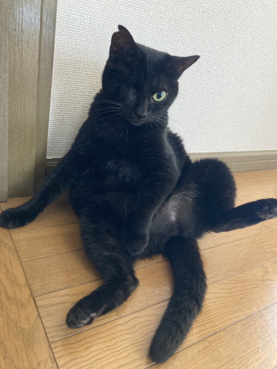 おはねこ
おはにゃんこ！

ひなたの💩に🩸が混ざってたので病院いきます
本人は至って普通なのがまた心配💦 https://t.co/d87UMP1cPT