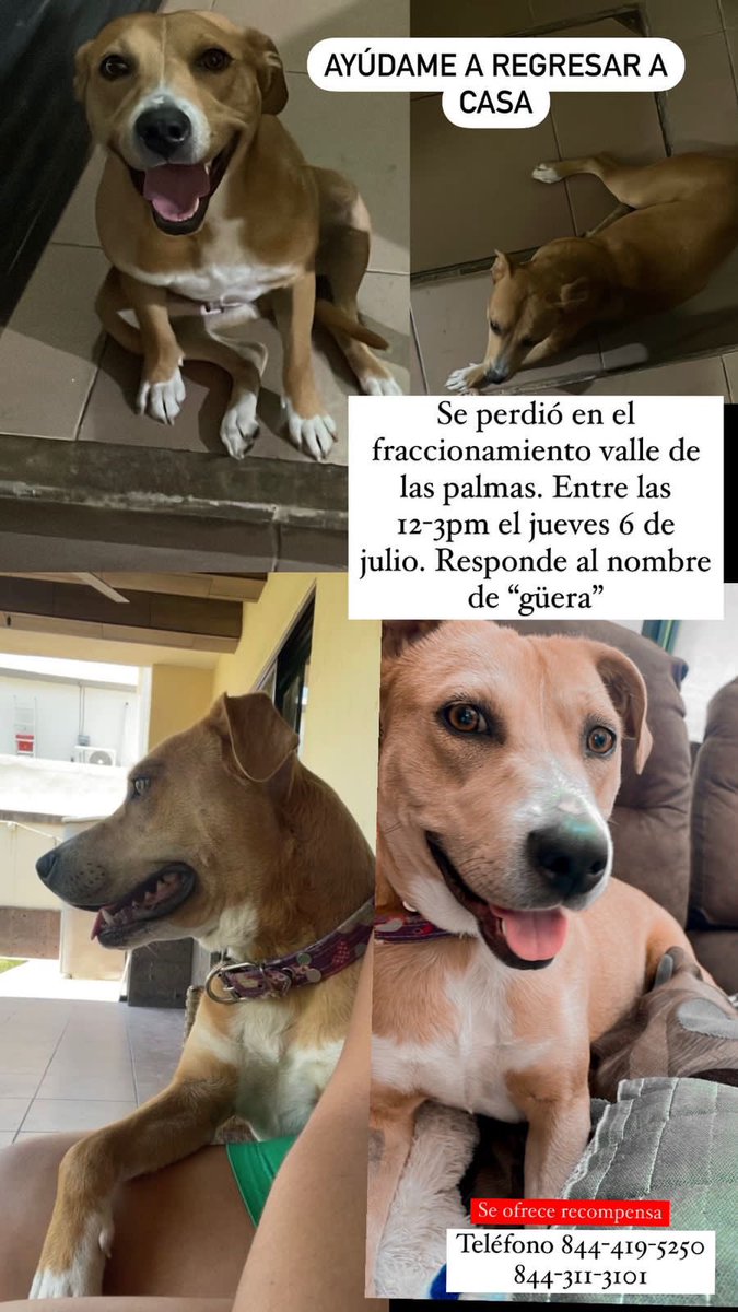 mmsoriano's tweet photo. Por favor, raza de #Saltillo. 
Si han visto o saben dónde está por favor ayuden a la #GÜERA para que regrese a su casa. 
Dios los bendiga a todos. 
Muchas gracias https://t.co/8w09mMSep9