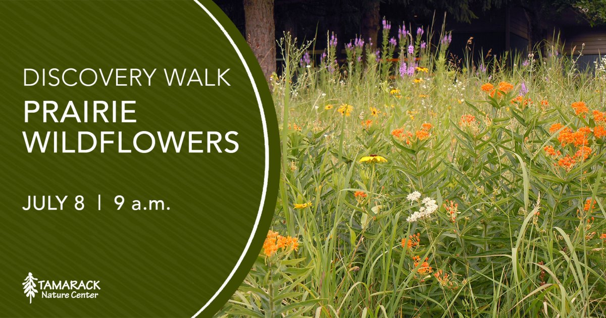 The prairie is a beautifully changing landscape throughout the year at Tamarack Nature Center.
Join us on Saturday, July 8 to see what's blooming this weekend. Free and great for all ages.

Registration is encouraged by noon on Friday: ramseycounty.us/DiscoveryWalks