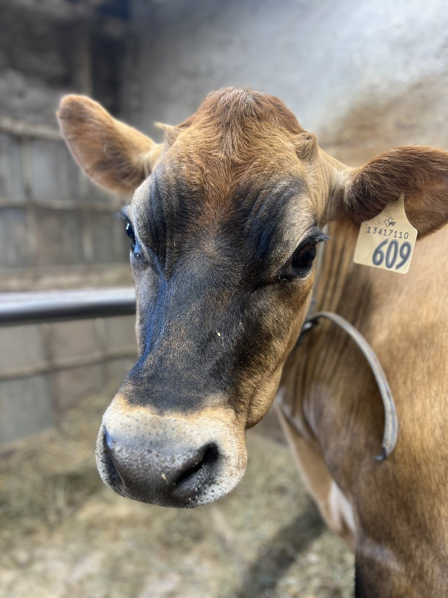 Rosie #pei #agriculture #agri #farm #dairy #farming