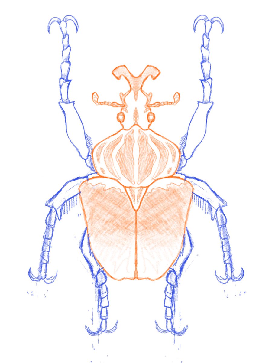 whimcomic's tweet photo. Goliath beetles are absolute harlequin tanks of the insect world 

#beetles #drawing #procreate https://t.co/56uHXXYSvC