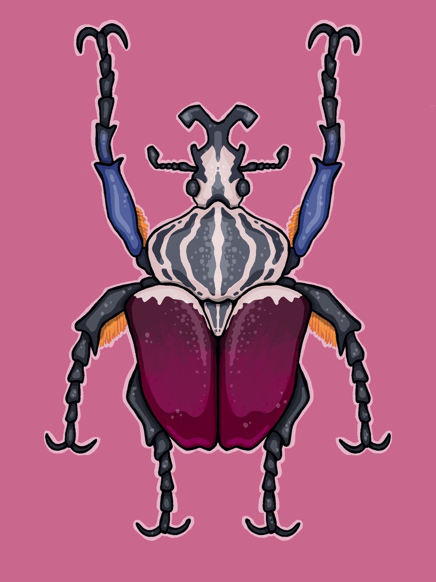 whimcomic's tweet photo. Goliath beetles are absolute harlequin tanks of the insect world 

#beetles #drawing #procreate https://t.co/56uHXXYSvC