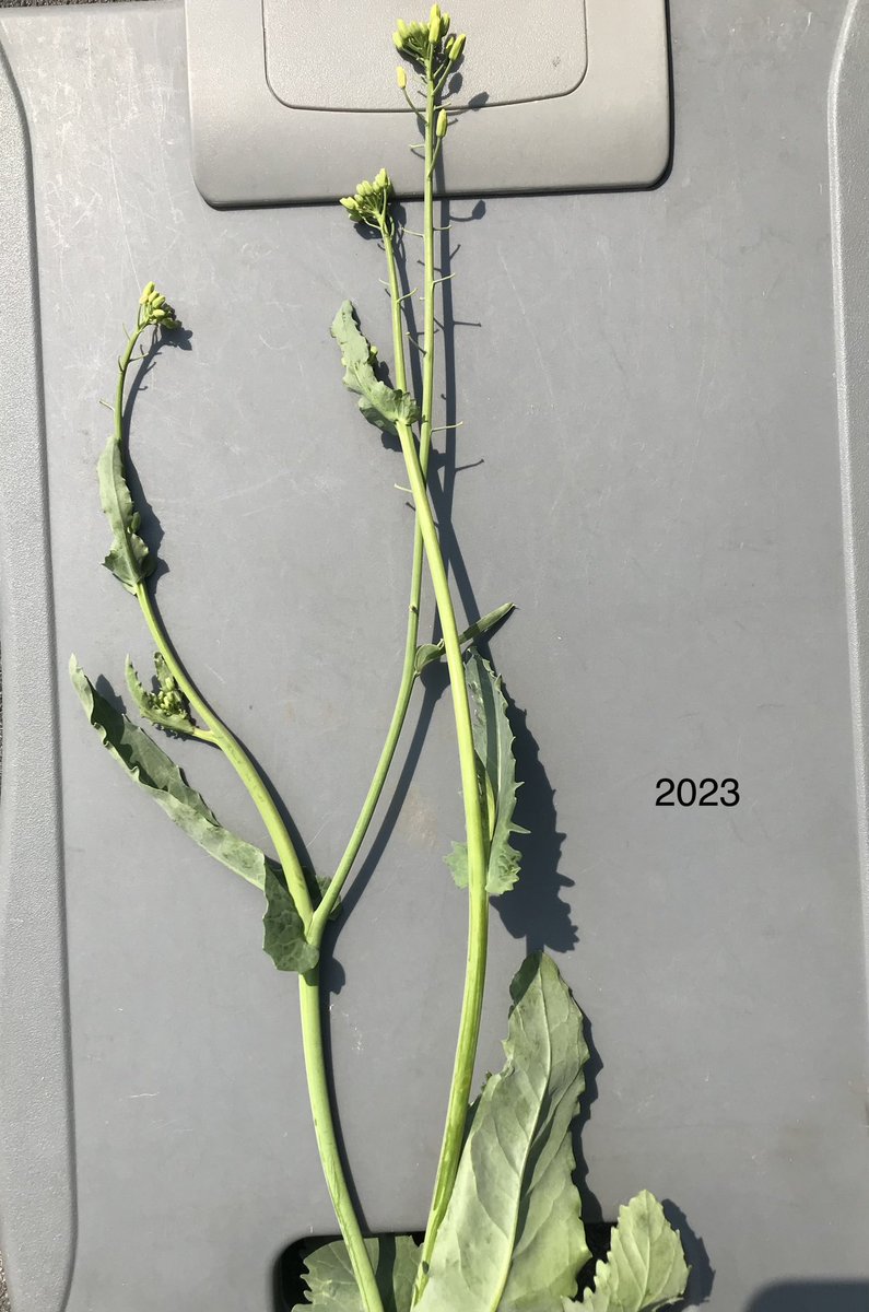 Jack Payne tweet media