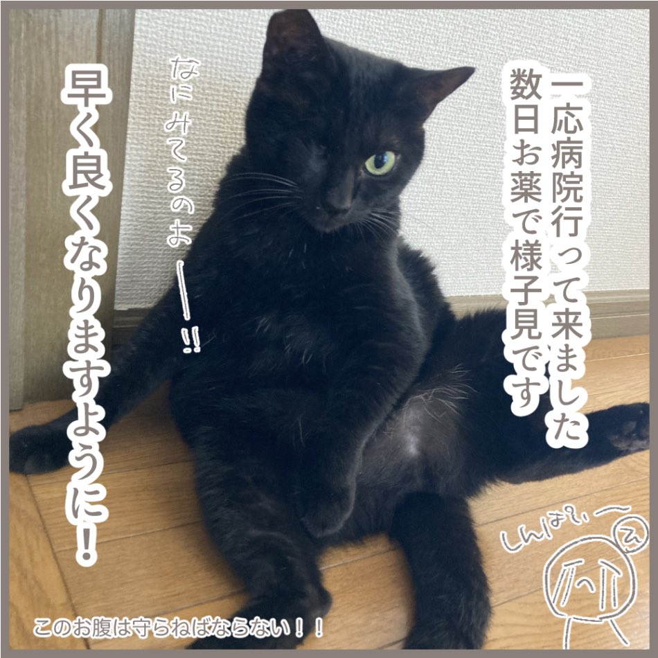 我が家のにゃんこ絵日記⑪(2/2)

みなさんもお身体ご自愛くださいね！

#ひさき絵日記
#マンガが読めるハッシュタグ https://t.co/0bmRTUChM0