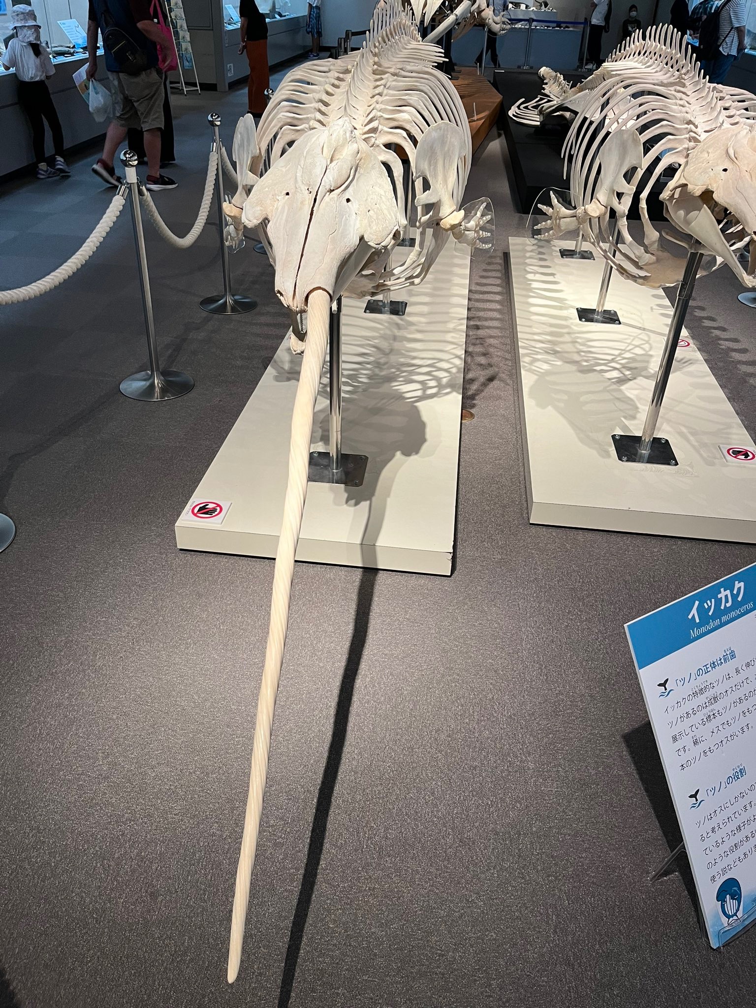 k*x様 鯨歯 クジラの歯 鯨歯 - メルカリ