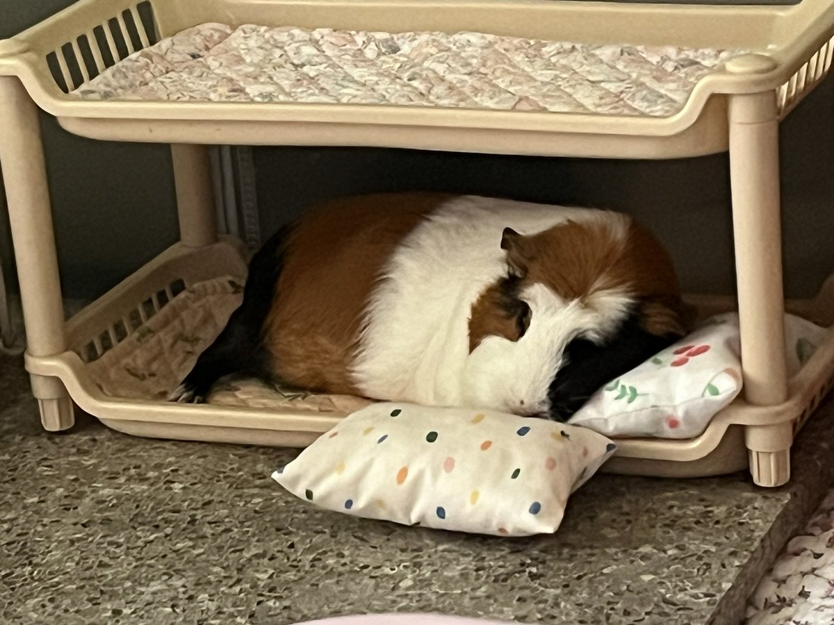 guineaorpig's tweet photo. 불편해 보여서 베개 드렸어 https://t.co/MRb9gBjFzl