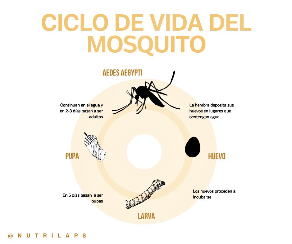 Nutrilap8's tweet photo. ‼️Ante la presencia de muchos casos del dengue, es importante saber como evitar el aumento de la cantidad de mosquitos a nuestro alrededor. Conociendo su ciclo de vida, el cuál ocurre en el agua. https://t.co/6CLAdlGimg
