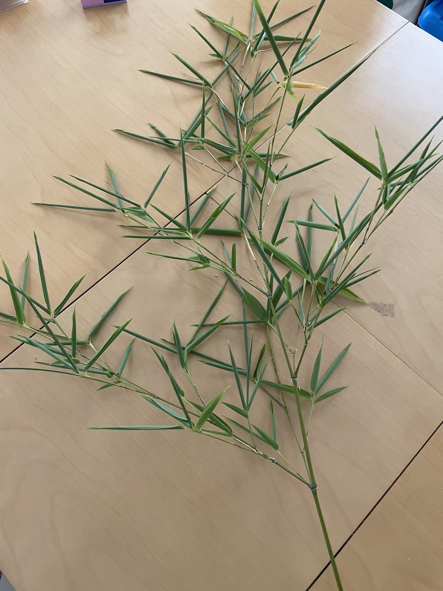 今年の私は一味違う！

…ということで【急募】
七夕何するのか教えて欲しいです！ https://t.co/nqVjZzLML0 https://t.co/aUqPDdkkuc