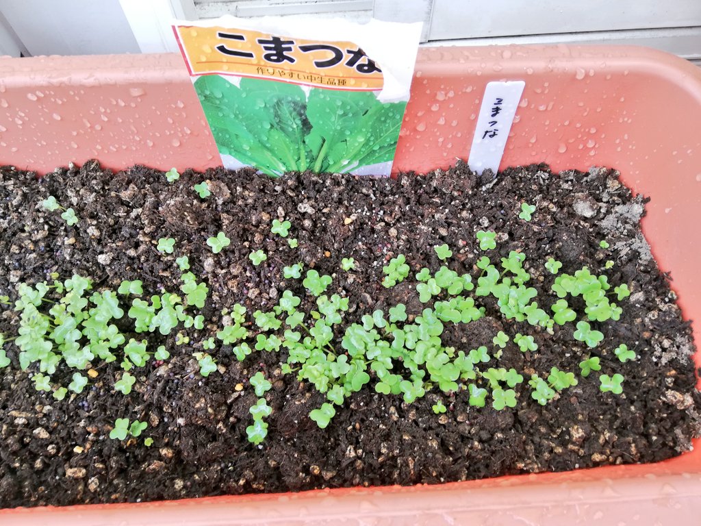 小さき命群 https://t.co/D4Jy7iE4i0