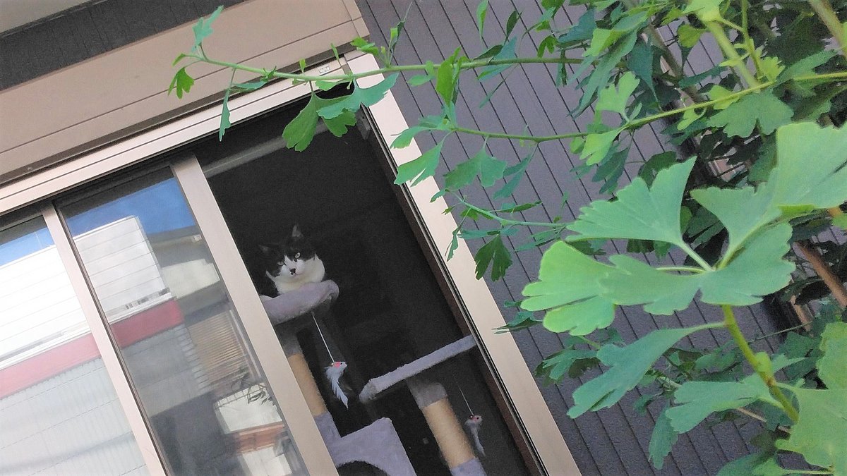 born_on_JULY_7's tweet photo. 見張り番の おネコさん🐈と、青いサルビア（サルビアガラニチカ）
首都圏は やたら気温が上昇中😵‍💫

#ネコ
#ねこ
#猫
#猫好き
#猫の写真へたくそ選手権

#サルビアガラニチカ
#メドーセージ
#SalviaGuaranitica
#MeadowSage https://t.co/IHn9GJ50Kj