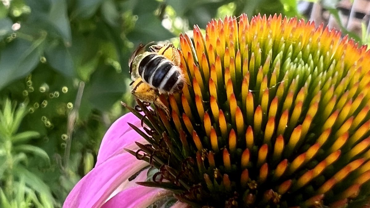 Bee bum + pollen pants appreciation post. This is for you @PollinateTO #PollinateTO