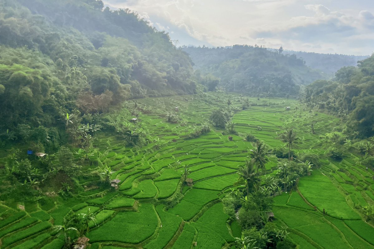 dwightronan's tweet image. Rice terraces of Bandung. #bandung #westjava #indonesia
