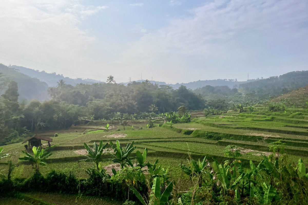 dwightronan's tweet image. Rice terraces of Bandung. #bandung #westjava #indonesia