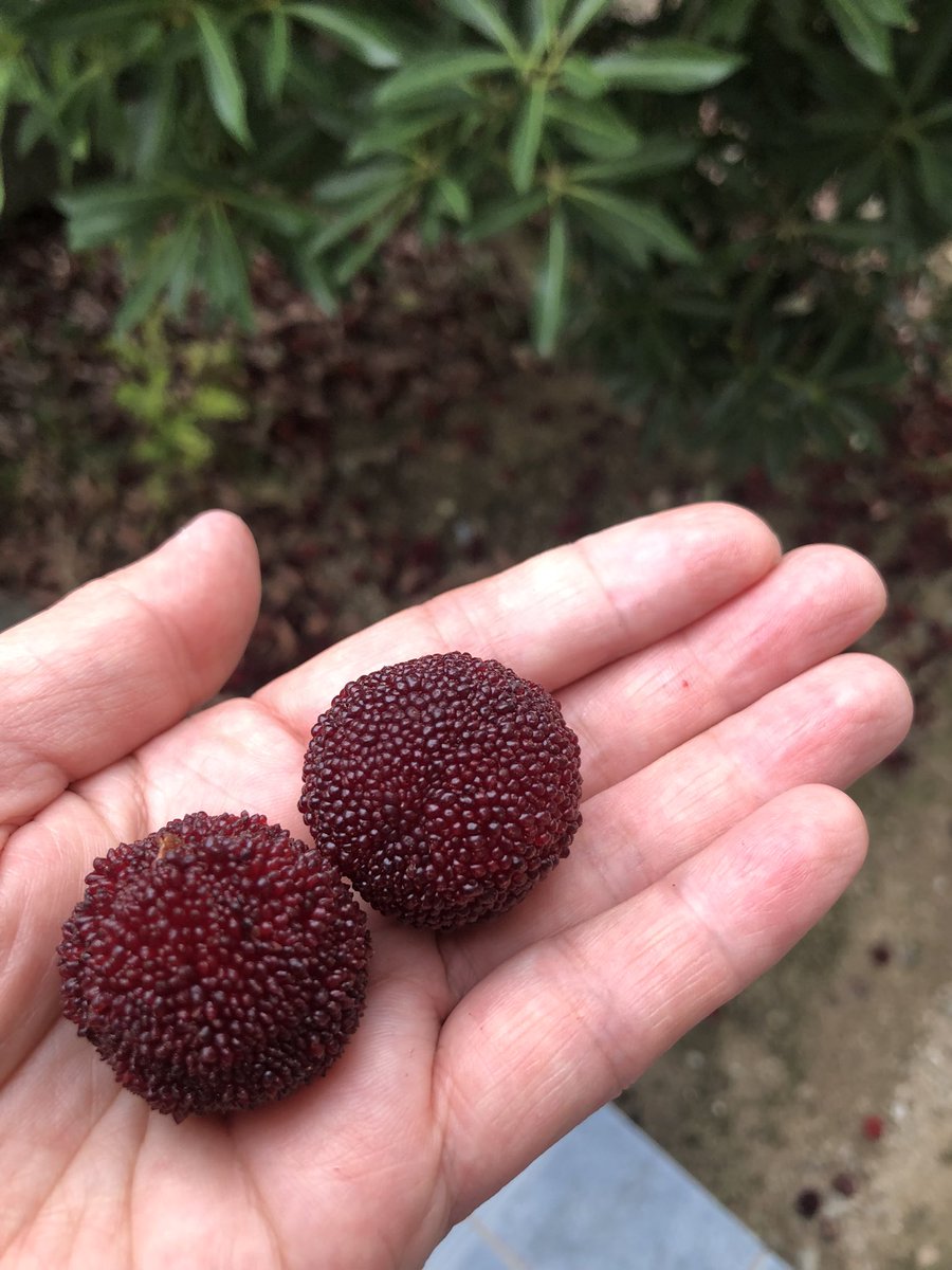今日食べたヤマモモはこれ。
完熟してる。