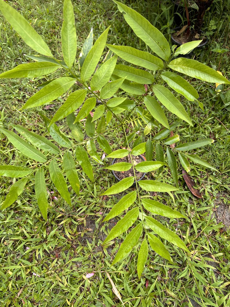 Mrinal_MLA's tweet photo. #plantidentification - Sapindus mukorossi, Indian soapberry from sapindaceae family. Monisaal, we used its seeds as soap and shampoo in our childhood. Now a rarity in the villages. #mygarden 
#preservation 
#PlantATree https://t.co/SRlac9yTWE