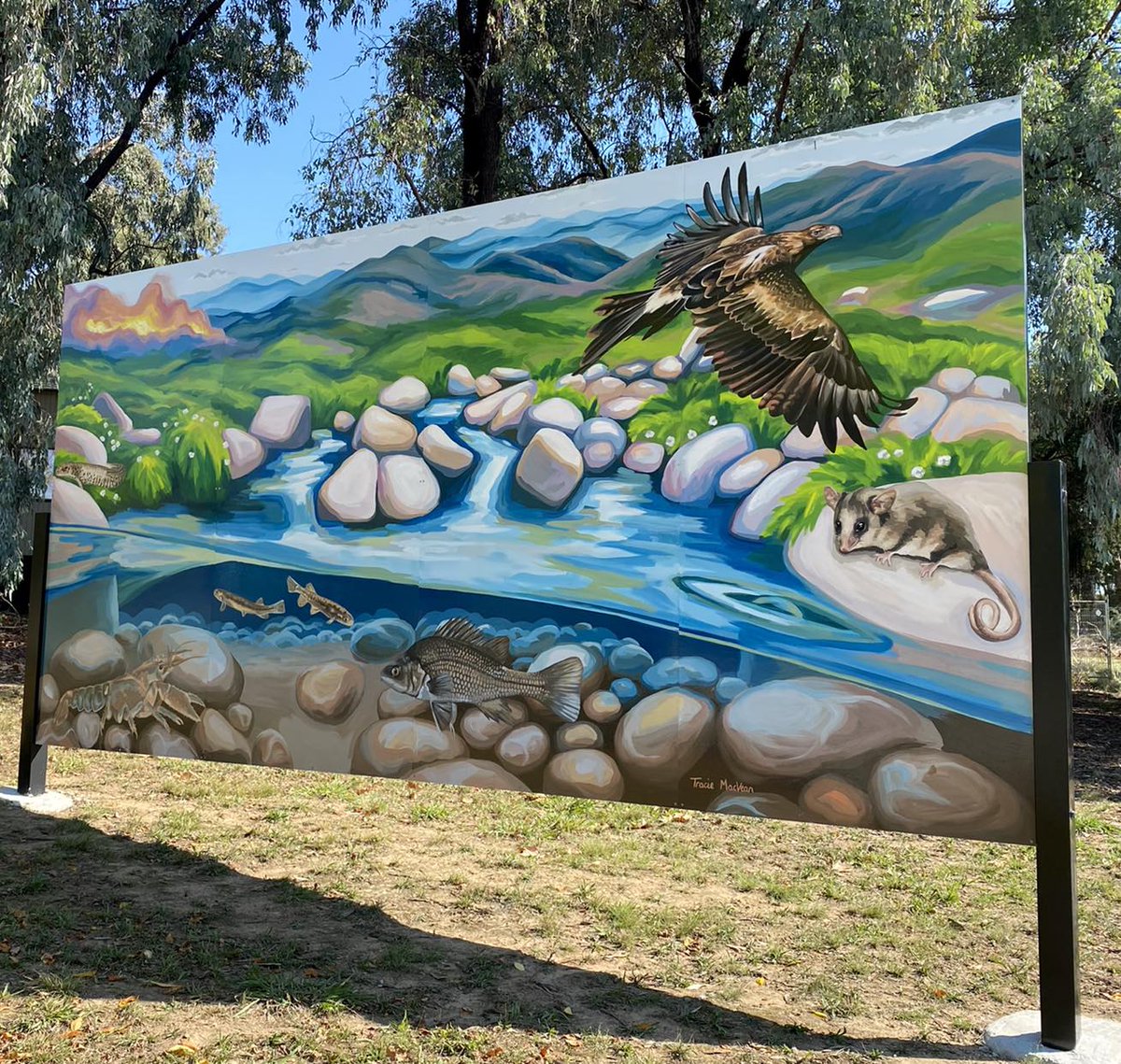 These murals at CSU Thurgoona were painted by Tracie MacVean to represent our unique alpine landscapes and some of the species that live in this ecosystem. Our team currently works to protect the critically endangered Stocky galaxias, Alpine spiny crayfish and Macquarie perch.