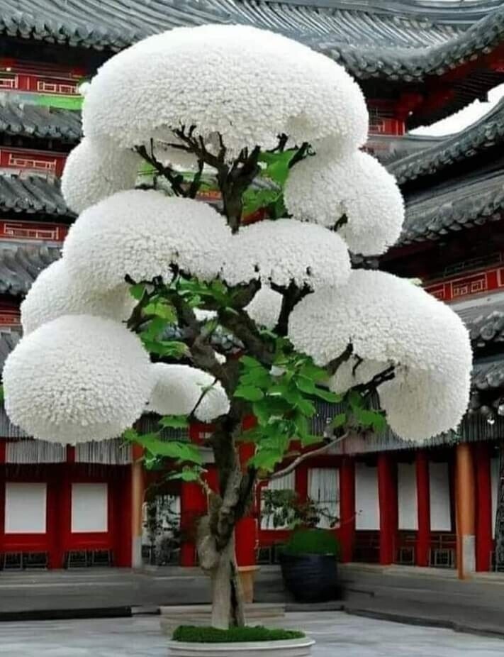 freyaLenard's tweet photo. Lusu Flower or April Snow Grows in China.  Blooms in April.#RespectProtectEnjoy https://t.co/fyqpUwMSve