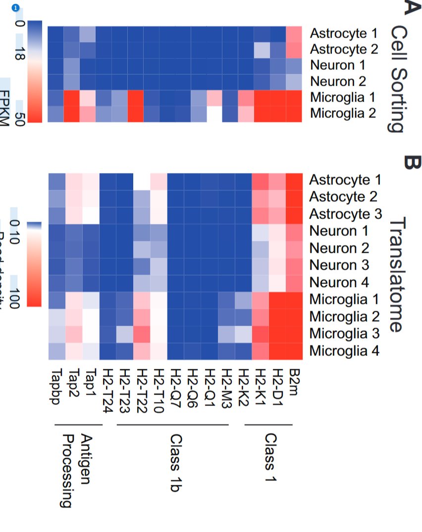 GeroScienceAGE's tweet image. 📢New Paper📖Alert
Microglial MHC-I induction with aging and Alzheimer’s is conserved in mouse models and humans by Collyn M. Kellogg et al.
link.springer.com/article/10.100…
@OMRF @OUResearch @FreemanLabOMRF
#neuroinflammation #aging #alzheimers #microglia #senescence #immune #antigen