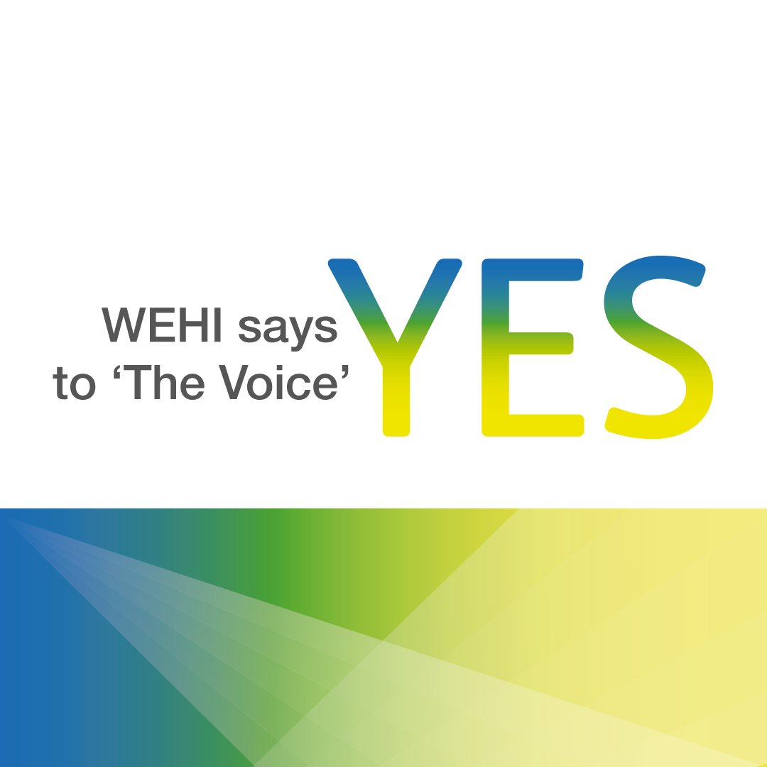 WEHI is proud to support a “yes” vote in the upcoming referendum on the Aboriginal and Torres Strait Islander Voice to Parliament. 🧵1/2