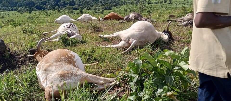 GalakpaiK's tweet photo. Sad News! 😭😭😭😭😭

36 cows 🐄 are reportedly dead 💀 in Foya , Lofa County . As it stands, no one has discover the cause .
This is total setback for these young farmers in Lofa county.
Liberia Feed Yourself Agriculture Initiative-LIFAI company in sympathy with these farmers https://t.co/ajZ6GPW4ns