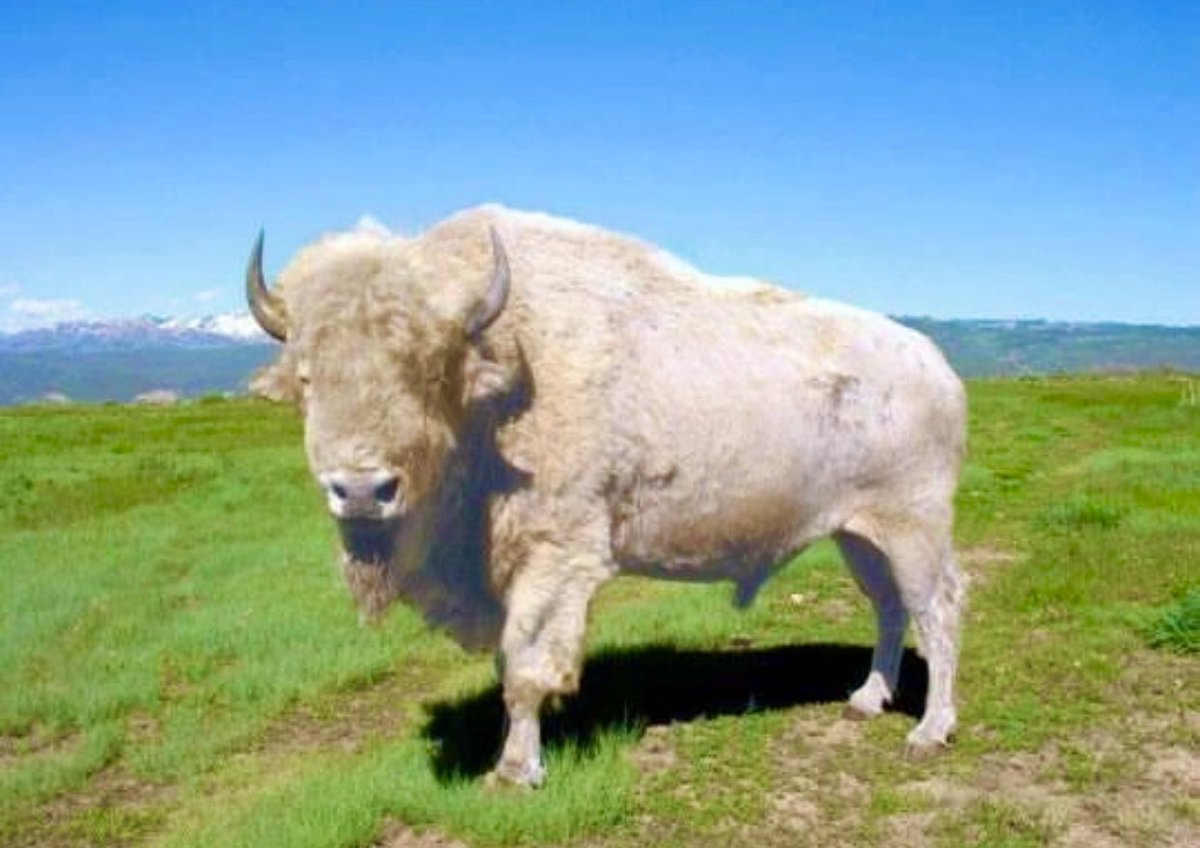 LakotaMan1's tweet photo. So, according to Lakota prophecy, the return of the buffalo will coincide with the spiritual reunification of all living things. We, humans, will work in tandem with all of the Creator’s creations (the orcas for example) to protect and preserve our unci maka’s (earth grandmother’s) divine divinity, for the next seven generations — and beyond. 

Let’s pray the ancestors visions come to fulfillment.