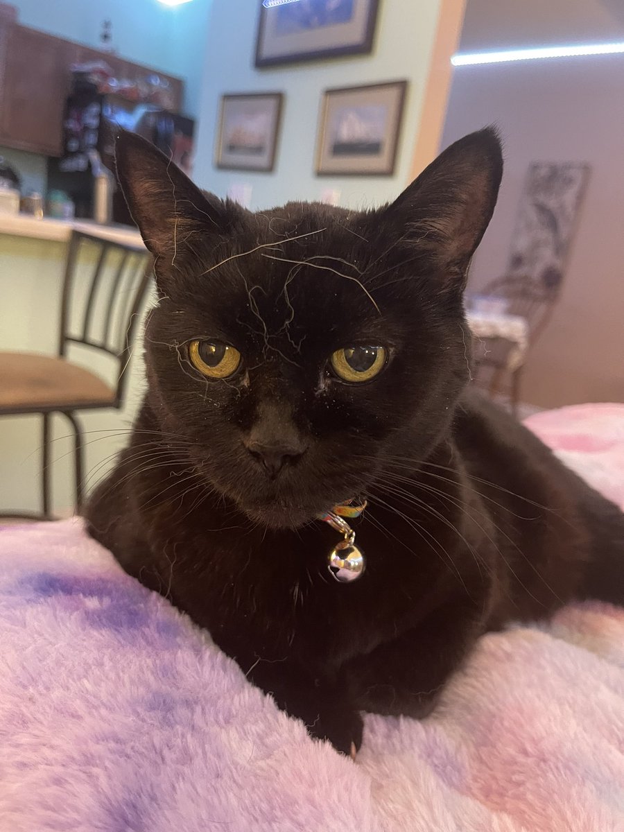 crazystrings80's tweet photo. @CatWorkers In my experience black cat’s attitude are a good mix of cat and dog! I love black cats!! My Cain was the best, first pic! Now I have Hannah and she is perfect addition to my small fam, second pic on a walk with her big sis! https://t.co/1JuFXve5WE