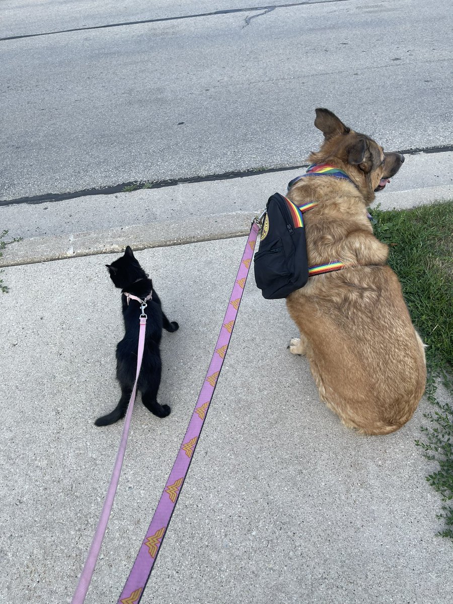 crazystrings80's tweet photo. @CatWorkers In my experience black cat’s attitude are a good mix of cat and dog! I love black cats!! My Cain was the best, first pic! Now I have Hannah and she is perfect addition to my small fam, second pic on a walk with her big sis! https://t.co/1JuFXve5WE