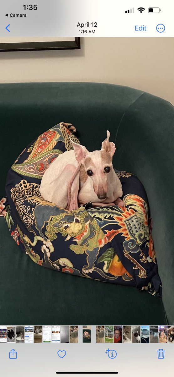 hrhjwb's tweet photo. So sorry we have to say goodbye my little Lady Love! You lived a fantastic life!!! #SASHA https://t.co/P8srINEjJO