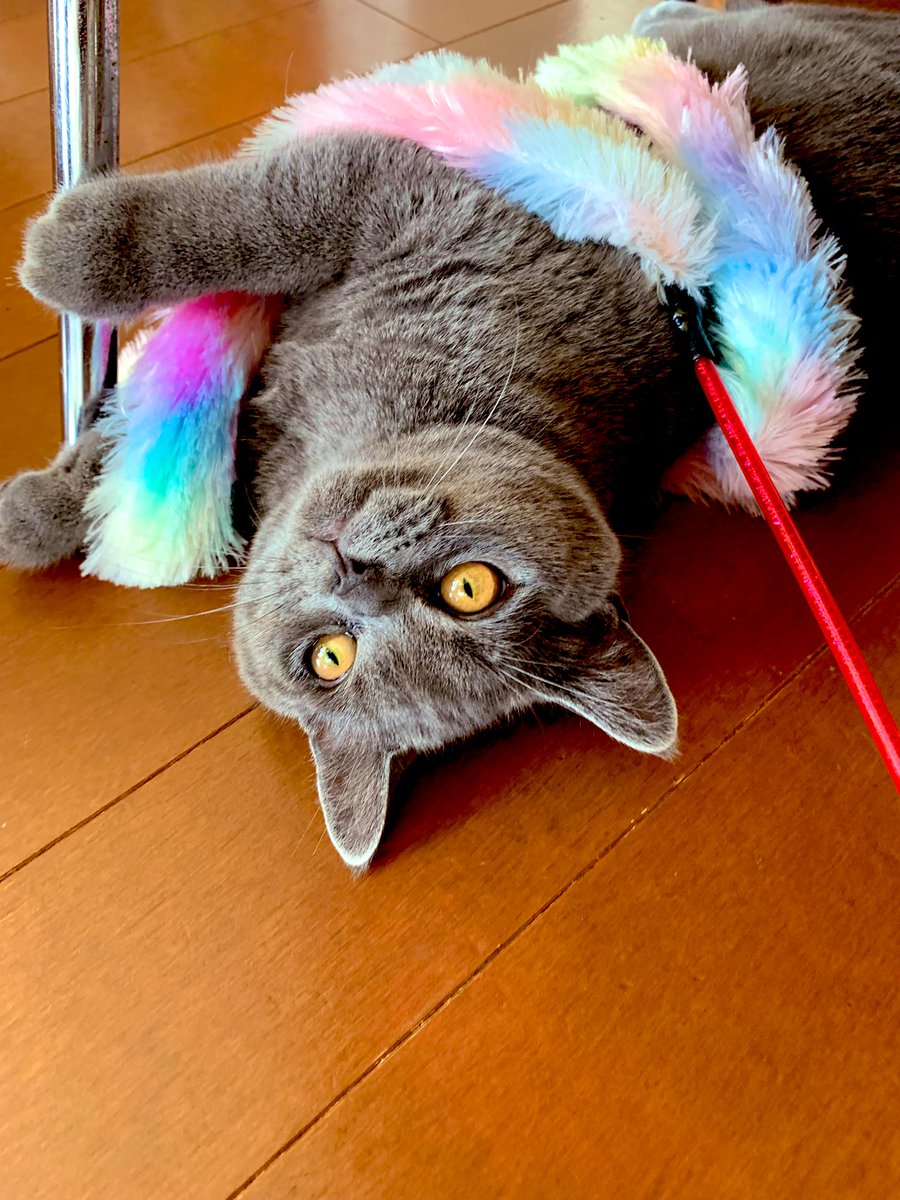 tentative_neko's tweet photo. レインボーモフモフたまらんニャ😻🪶
I am obsessed with playing with this rainbow-colored fluffy cat teaser.
#ブリティッシュショートヘア #ブリティッシュショートヘアー #britishshorthair #bsh #ブリショー #ブリショ #猫 #猫じゃらし #teaser #catteaser #夢中 #obsessed #モフモフ #fluffy https://t.co/fpJKjNo8Sl