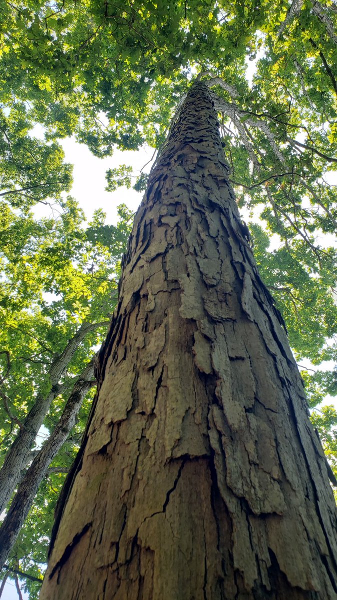 rubrics4life's tweet photo. The bark on this tree tripped me out. Like wood shingles.
#TreeTexture https://t.co/IKO8fIMEfG