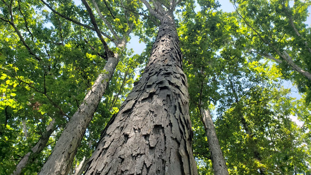 rubrics4life's tweet photo. The bark on this tree tripped me out. Like wood shingles.
#TreeTexture https://t.co/IKO8fIMEfG