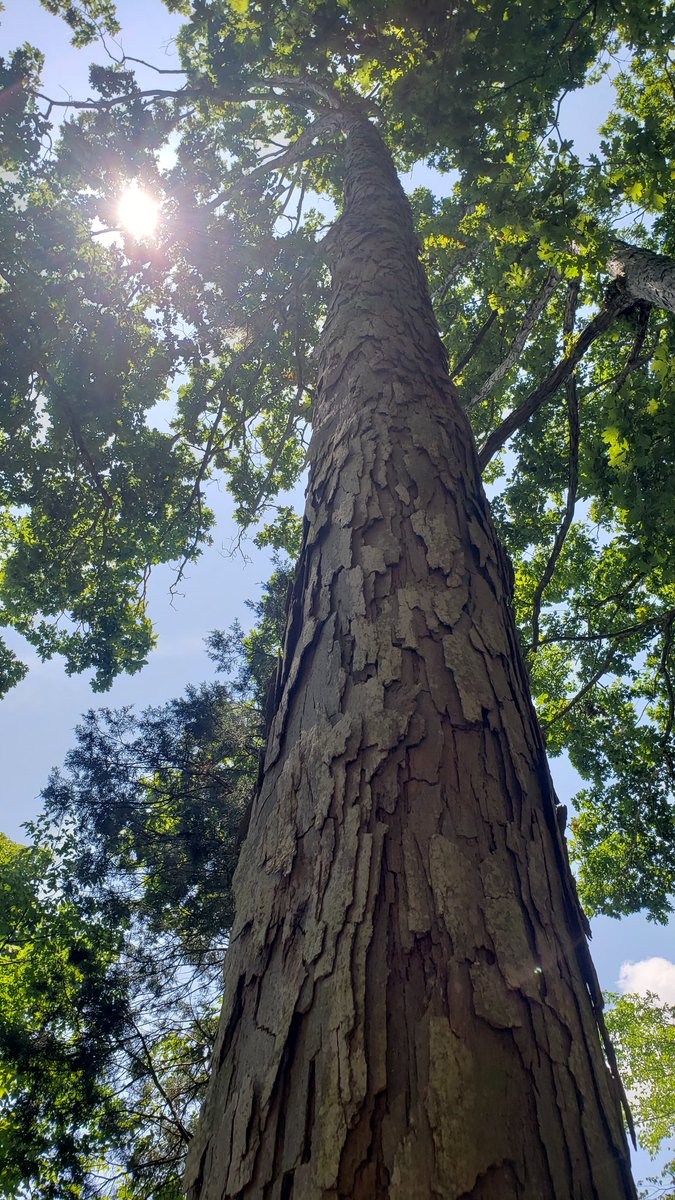 rubrics4life's tweet photo. The bark on this tree tripped me out. Like wood shingles.
#TreeTexture https://t.co/IKO8fIMEfG