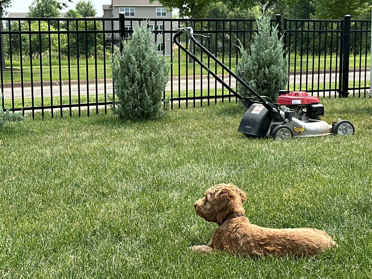 trustNrust's tweet photo. @OutKickTNML Mans best friends and the yard has been coming together. https://t.co/dWvfhhVNZn